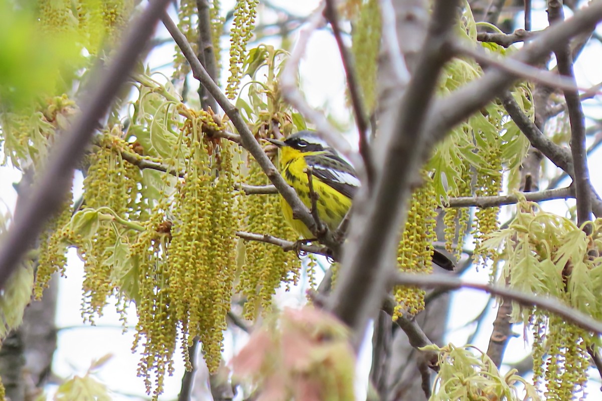 Magnolia Warbler - ML657103724