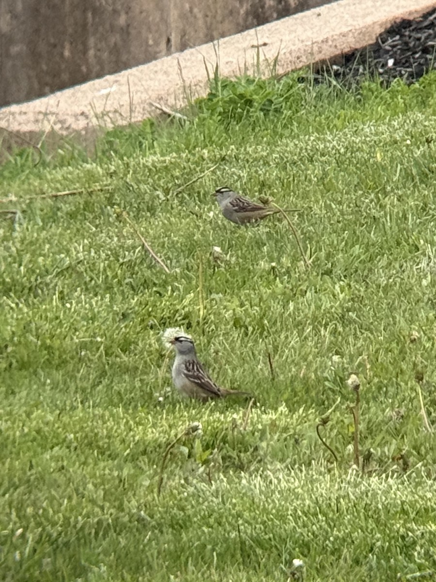 White-crowned Sparrow (leucophrys) - ML657103742
