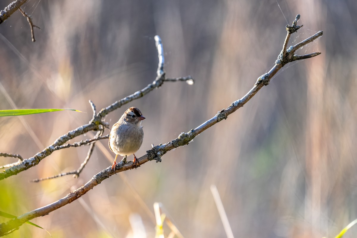 White-crowned Sparrow - ML657103786
