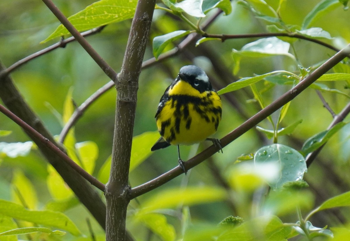 Magnolia Warbler - ML657104051