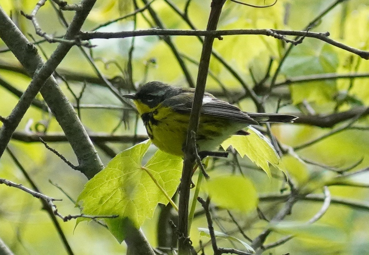 Magnolia Warbler - ML657104470