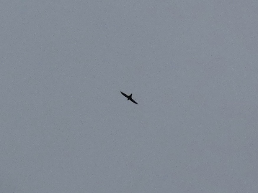 Chimney Swift - ML657104474