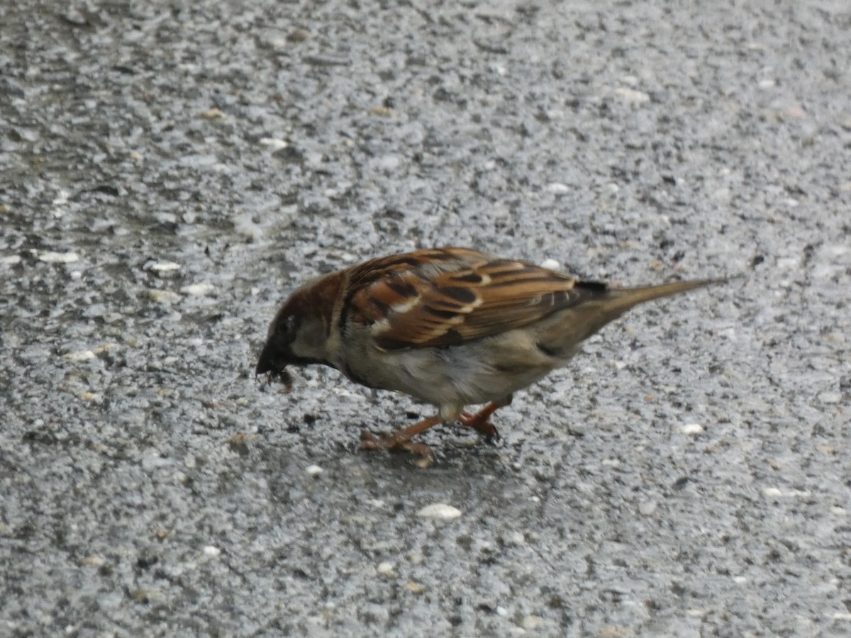 House Sparrow - ML657104488