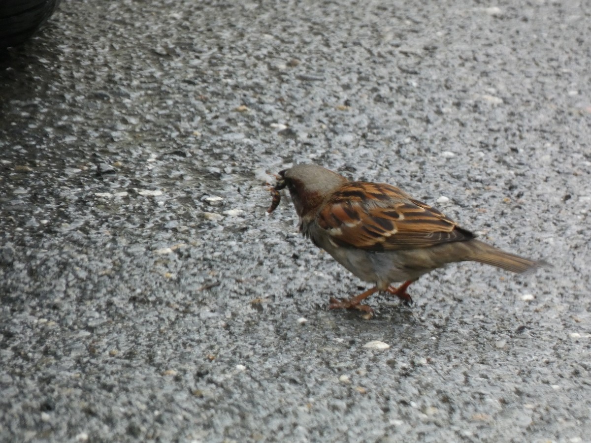 House Sparrow - ML657104489