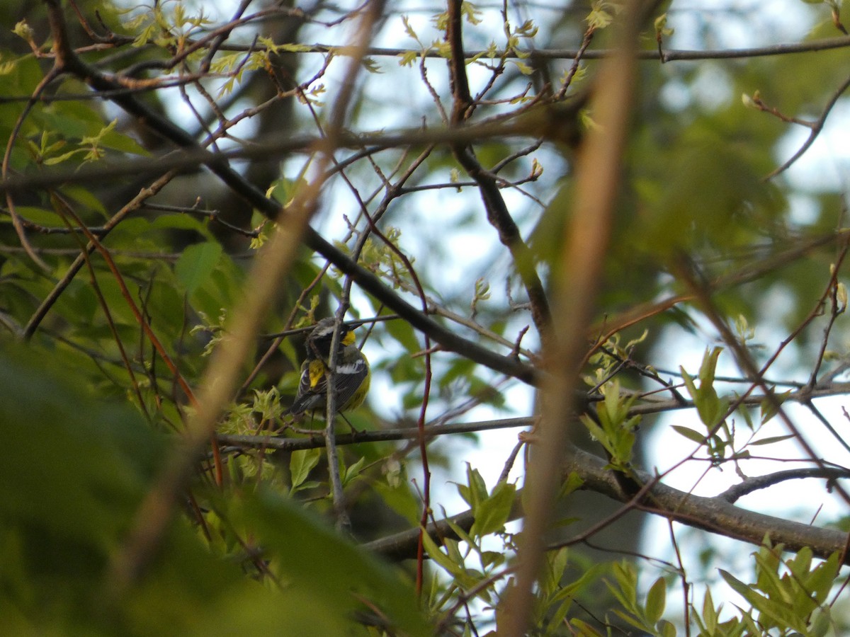 Magnolia Warbler - ML657104603