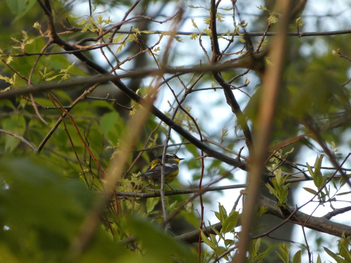 Magnolia Warbler - ML657104604