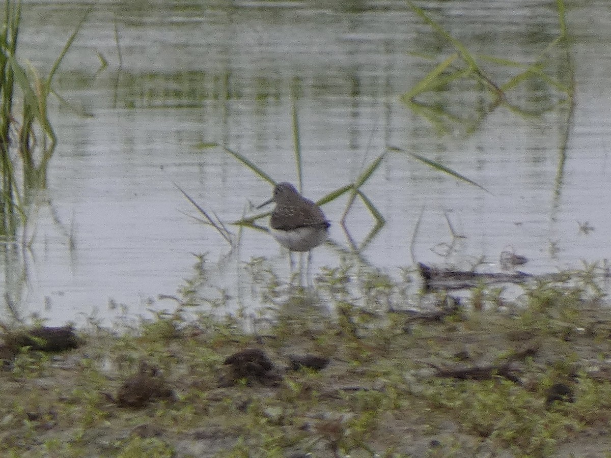 Solitary Sandpiper - ML657104742