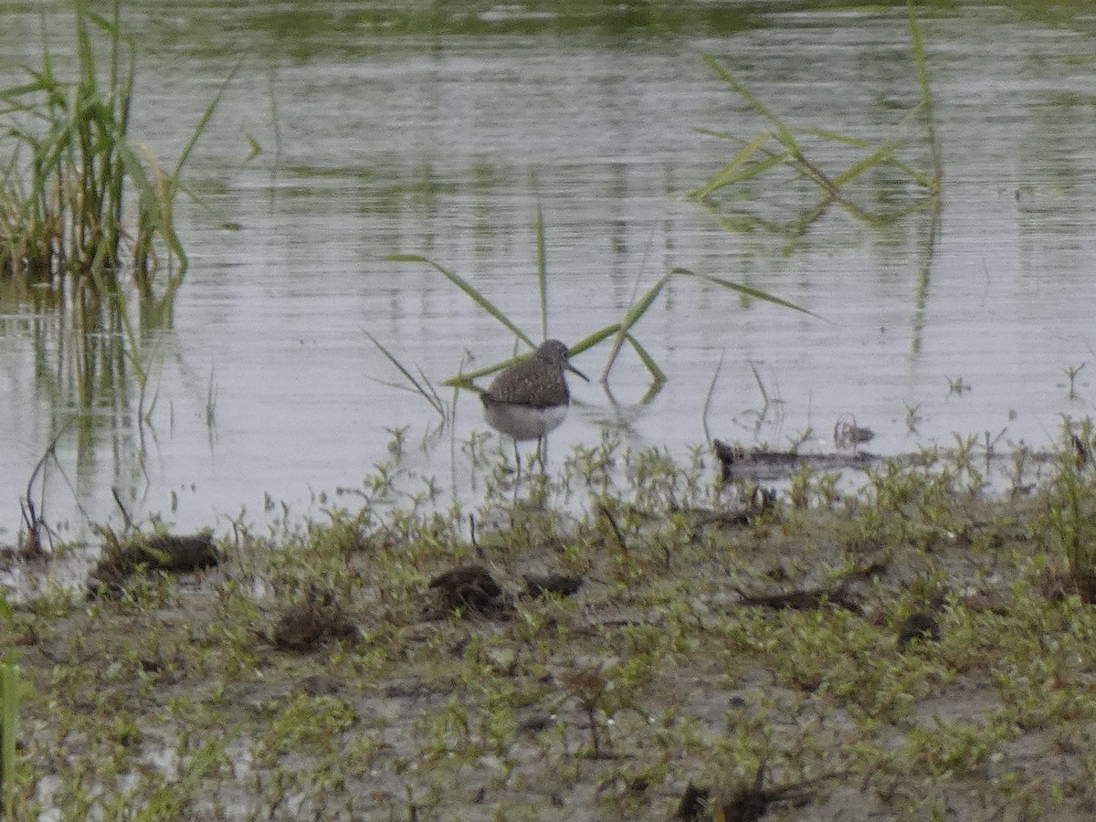 Solitary Sandpiper - ML657104743