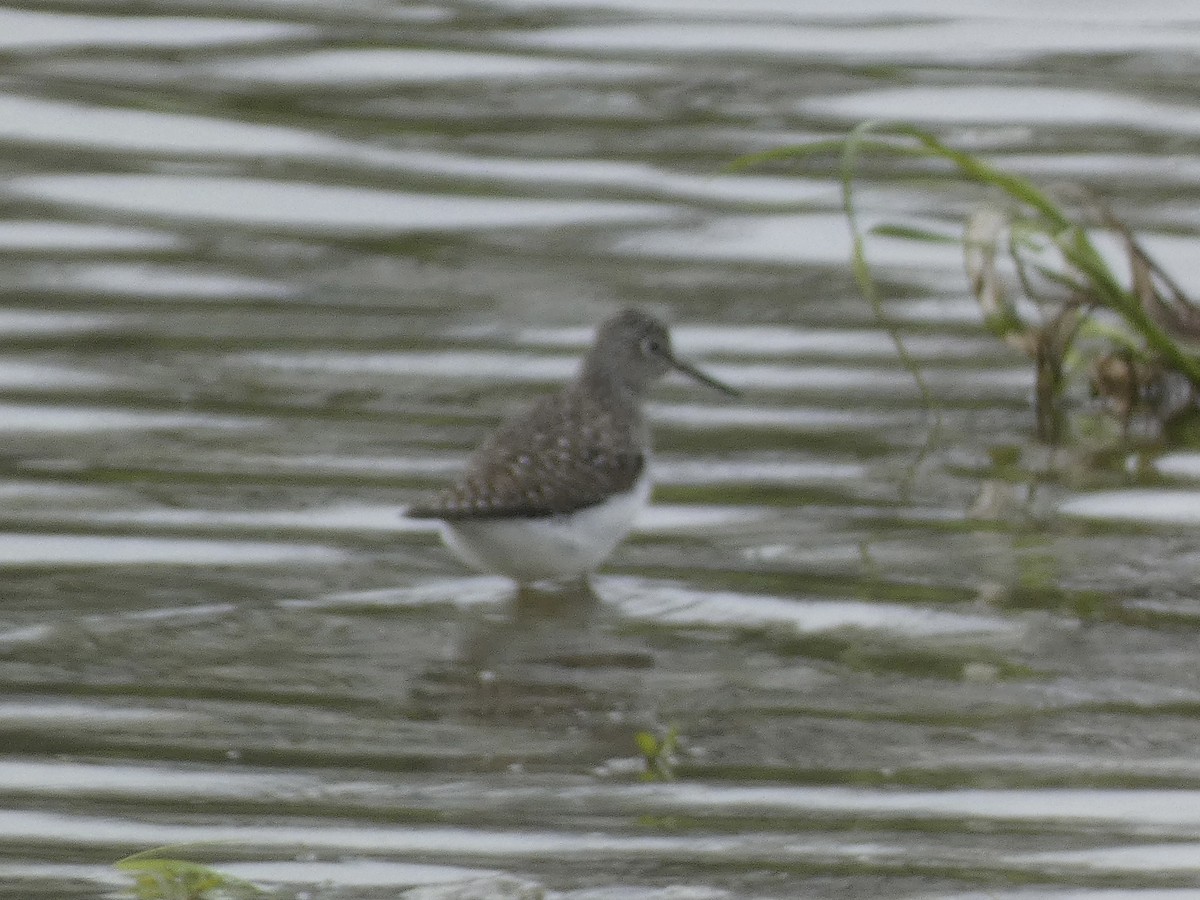 Solitary Sandpiper - ML657104744