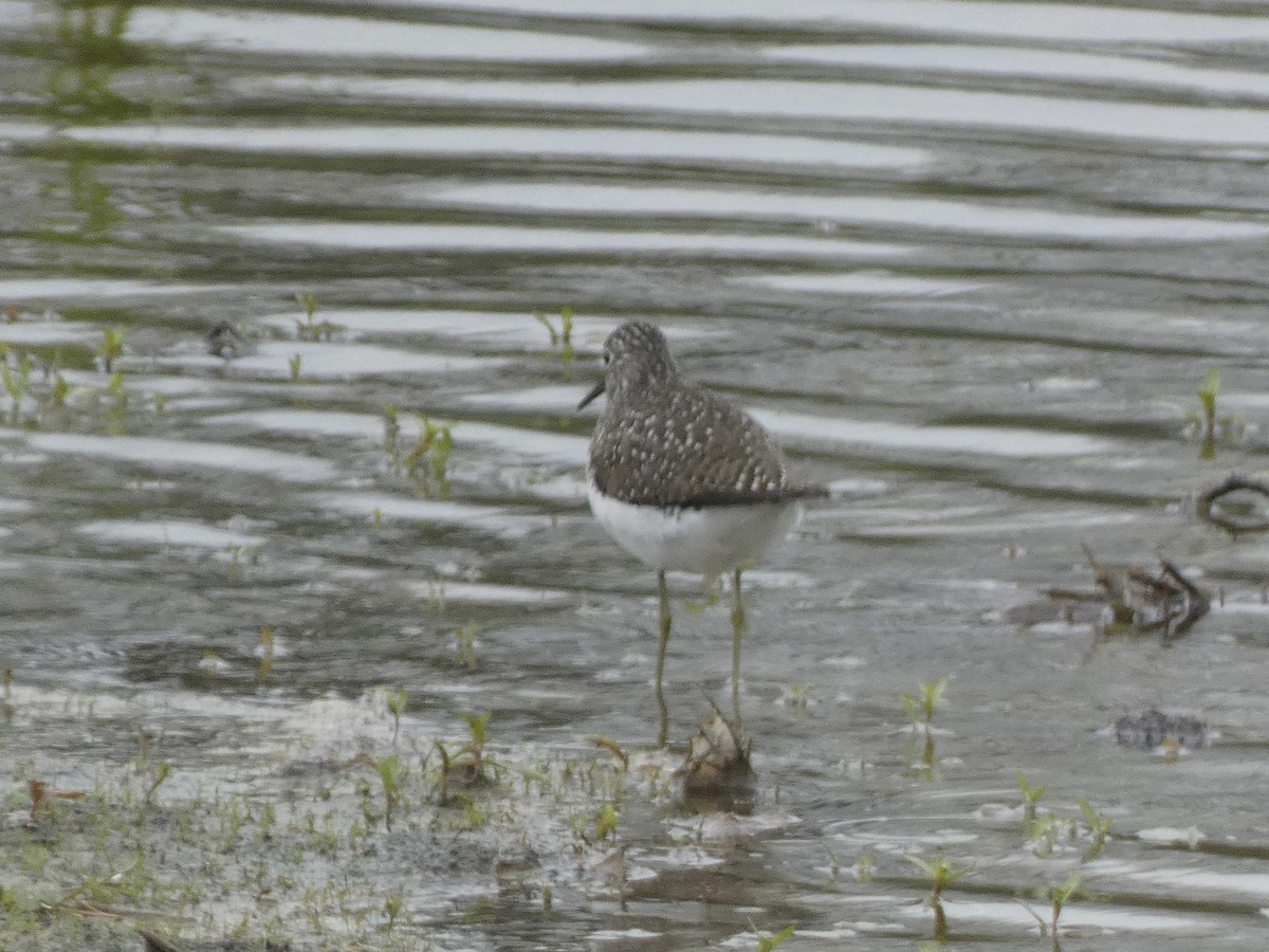 Solitary Sandpiper - ML657104746