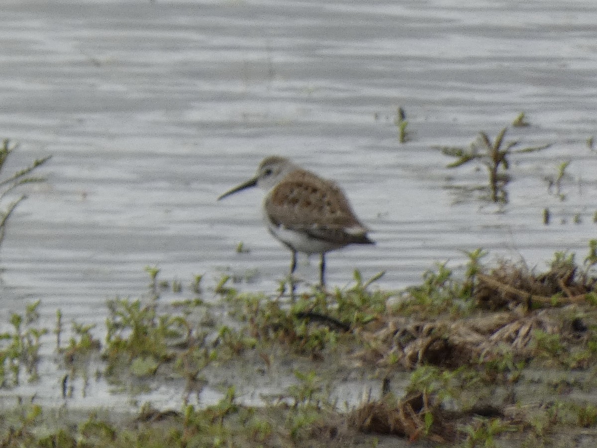 Dunlin - ML657104788