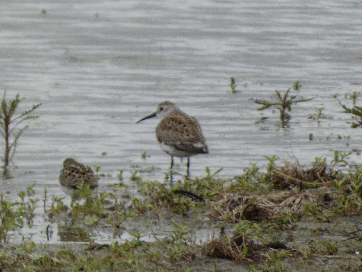 Dunlin - ML657104789
