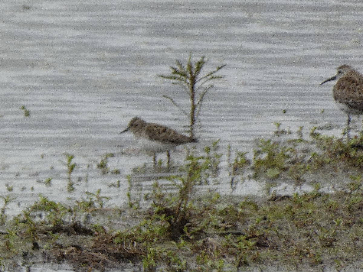 Least Sandpiper - ML657104808