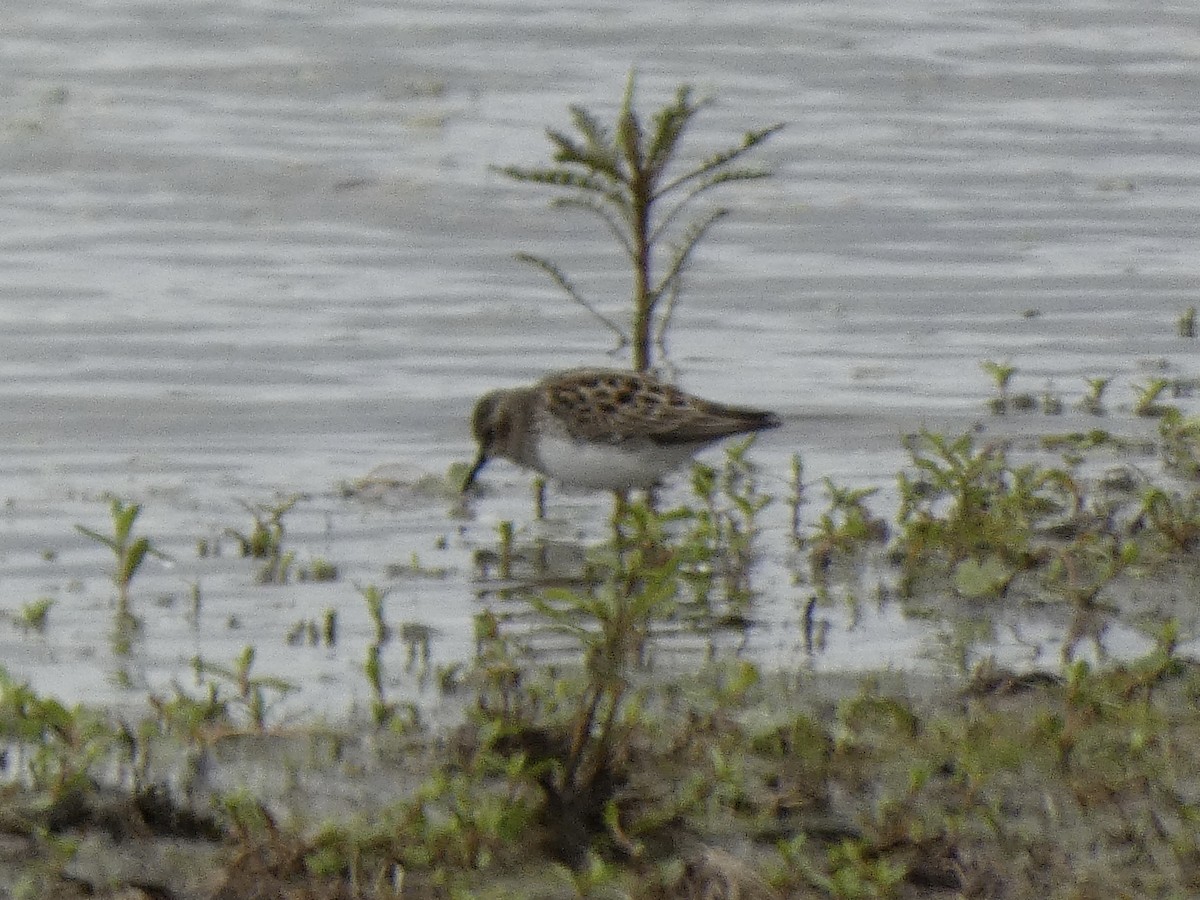 Least Sandpiper - ML657104809