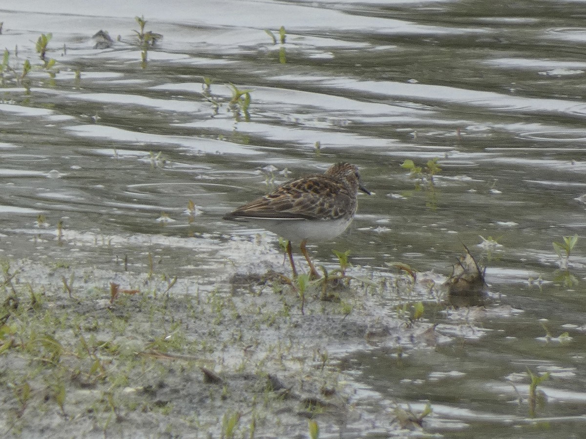 Least Sandpiper - ML657104810