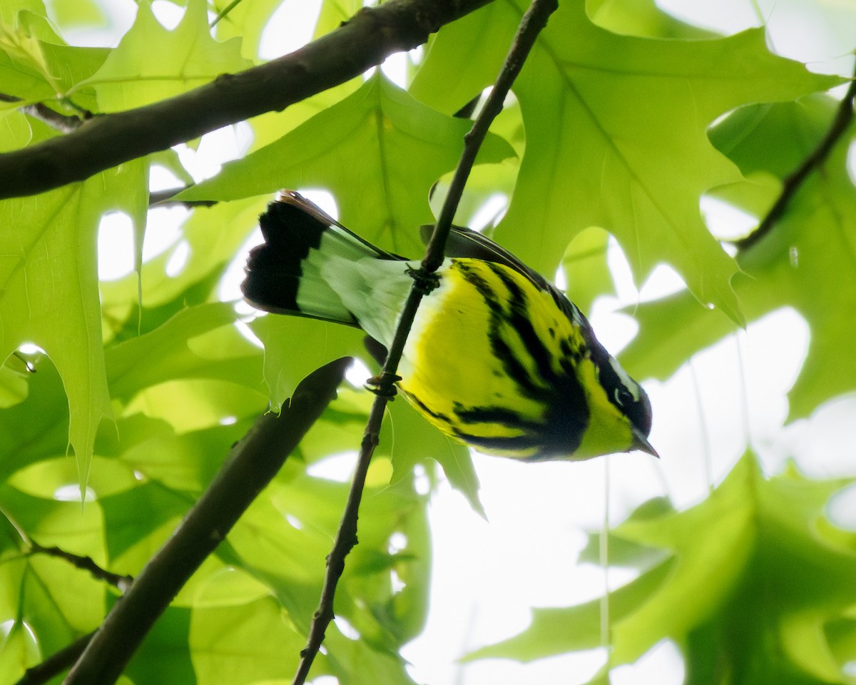 Magnolia Warbler - ML657105059