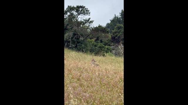 California Valley Coyote - ML657105323