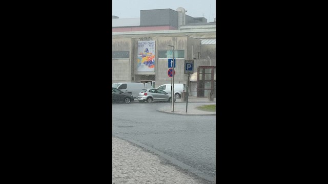 kos černý - ML657105621
