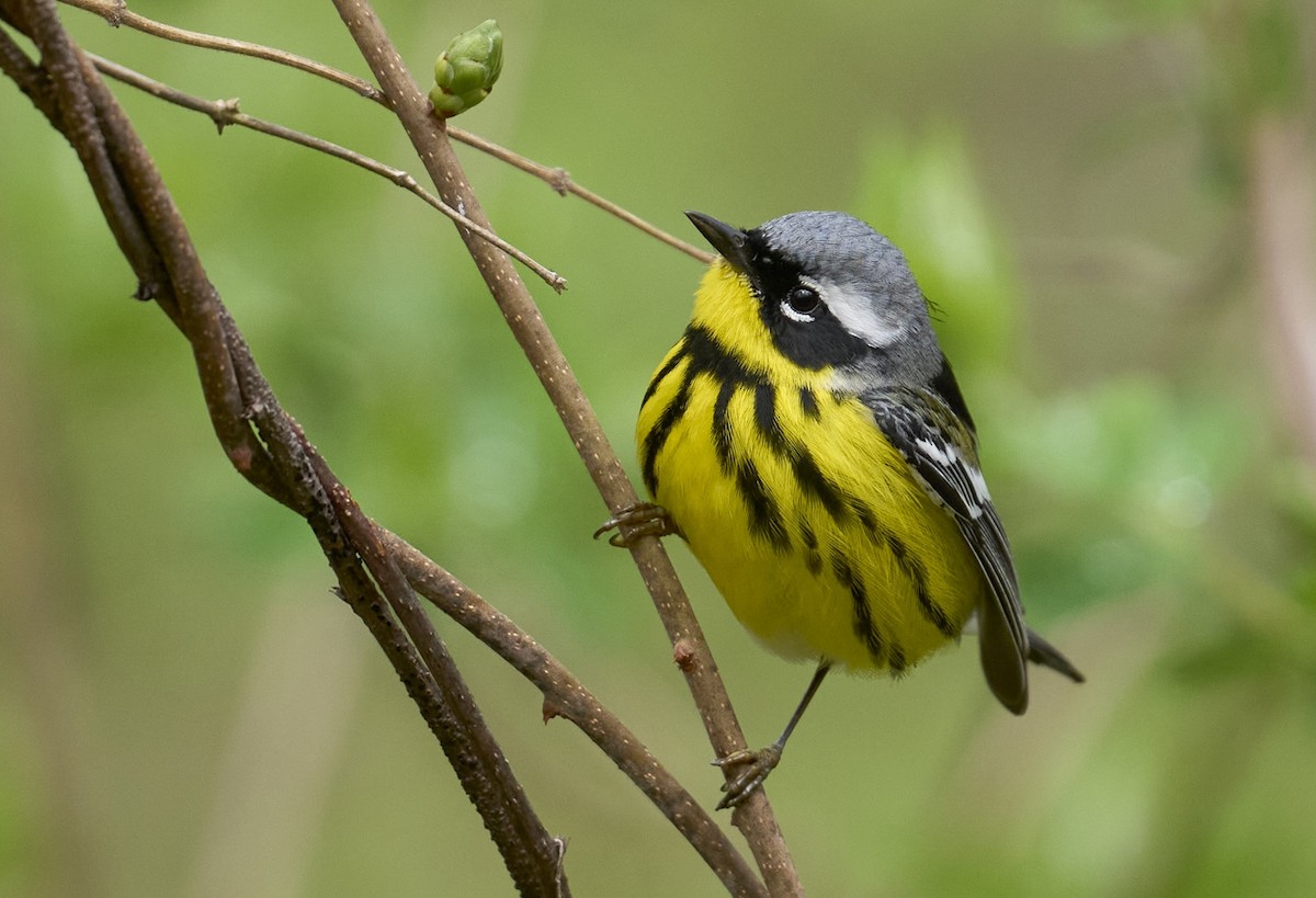 Magnolia Warbler - ML657105707