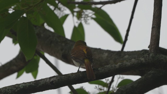 Bright-rumped Attila - ML657106005