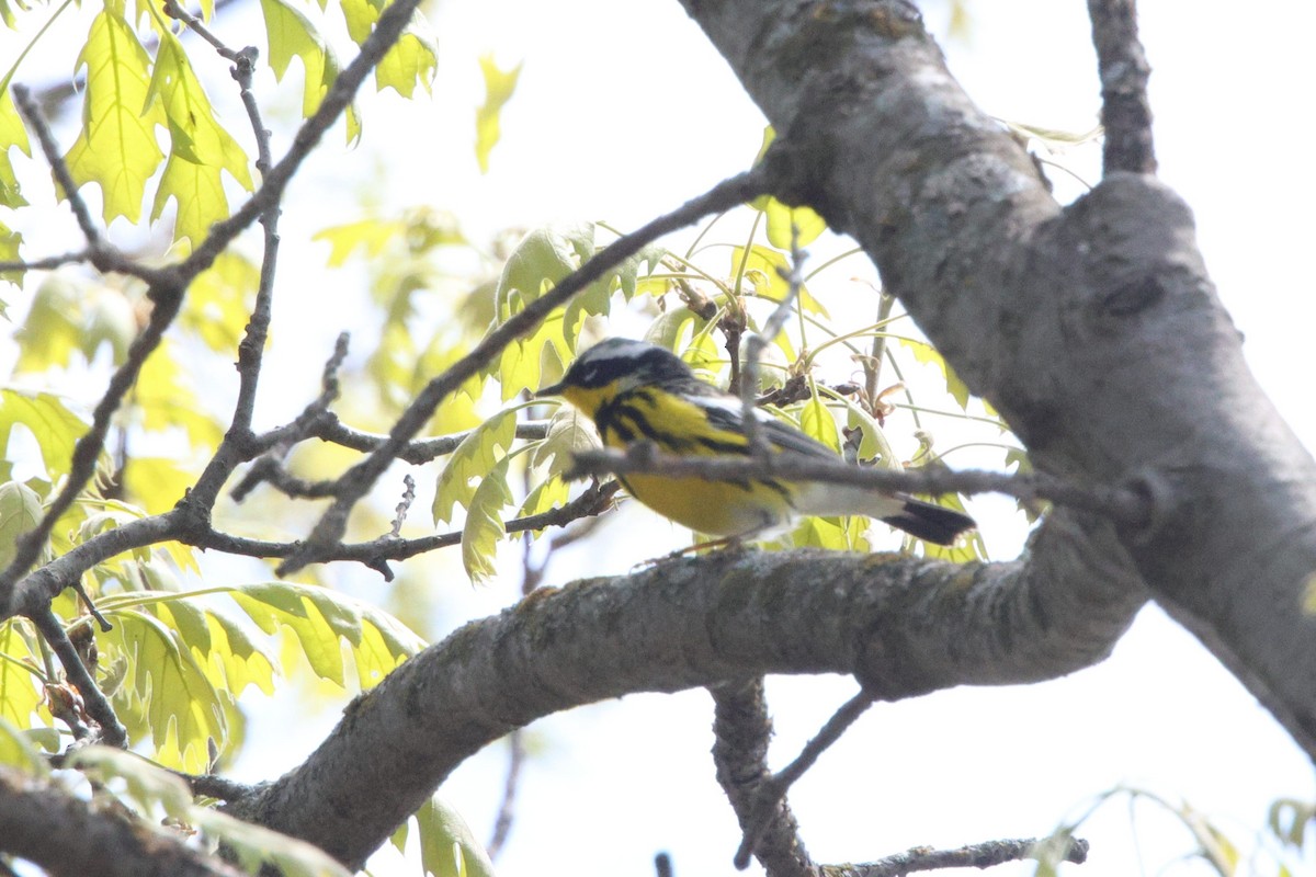 Magnolia Warbler - ML657106275