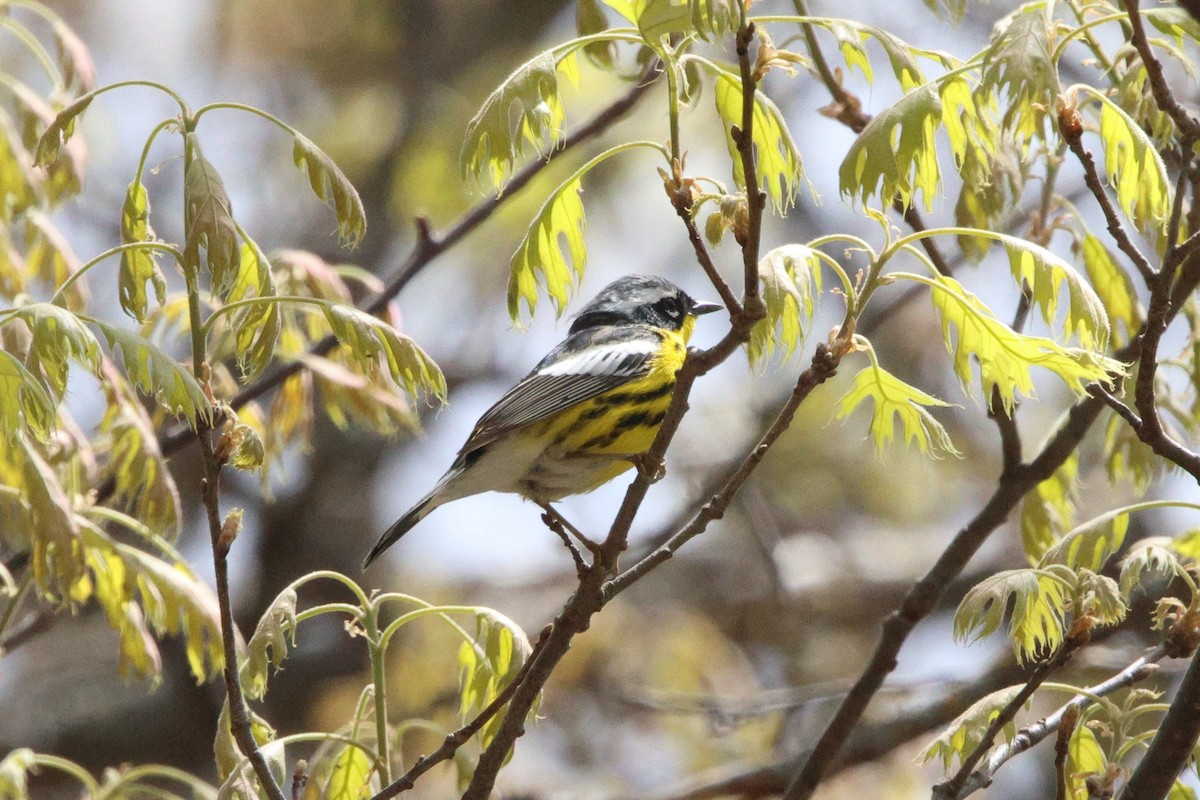 Magnolia Warbler - ML657106276