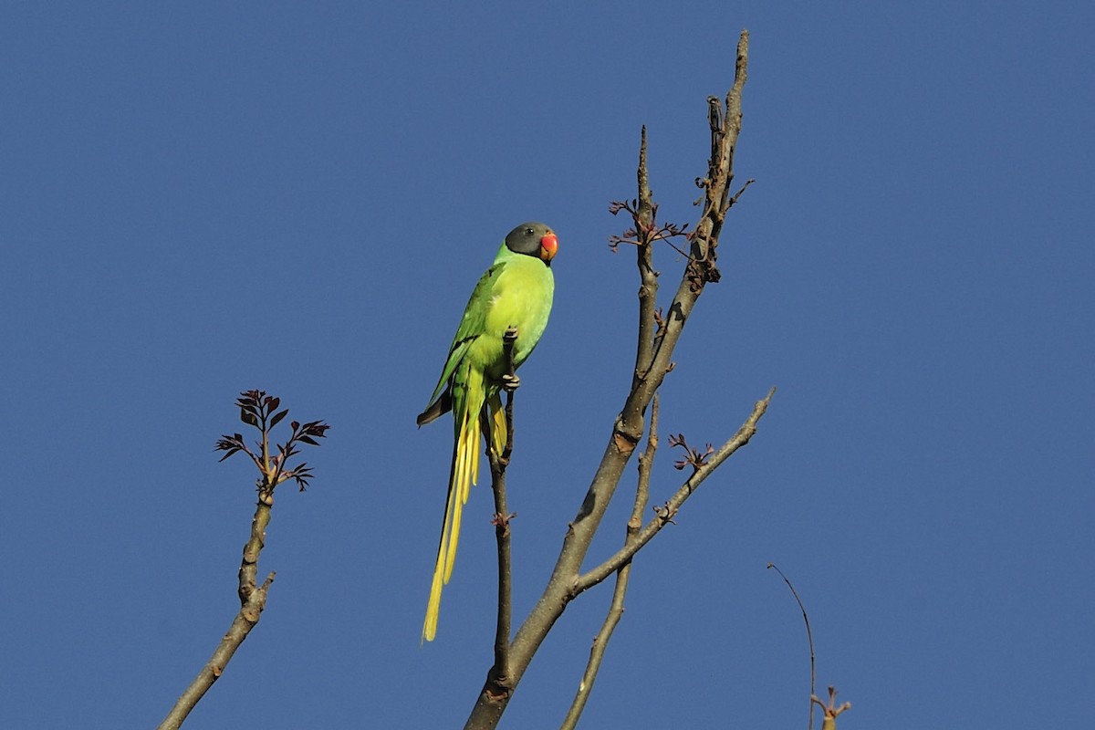 Slaty-headed Parakeet - ML657106455