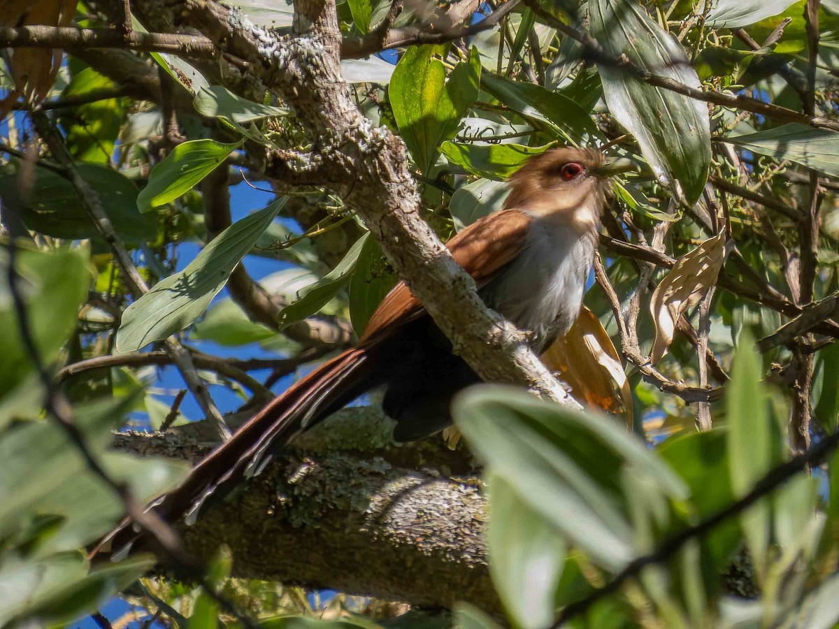 Common Squirrel-Cuckoo - ML657110035