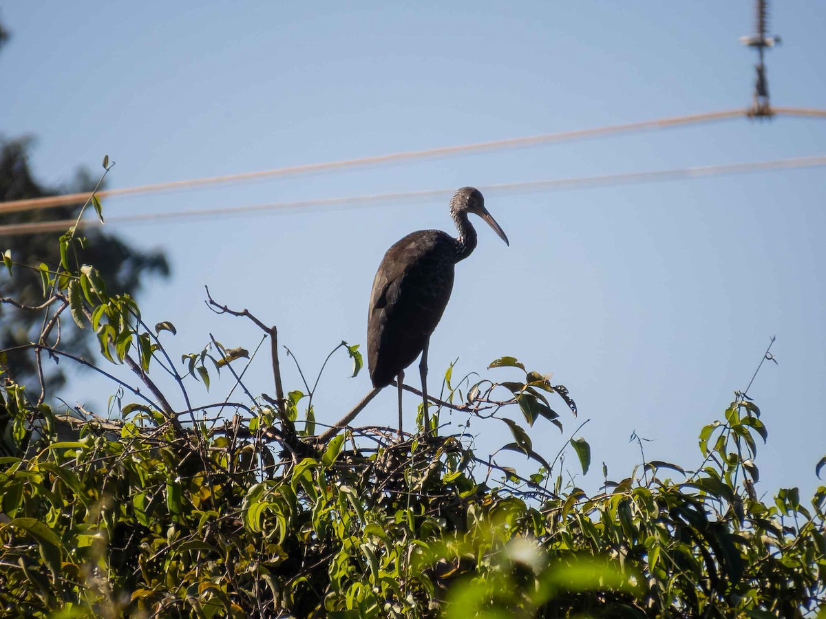Limpkin - ML657110077