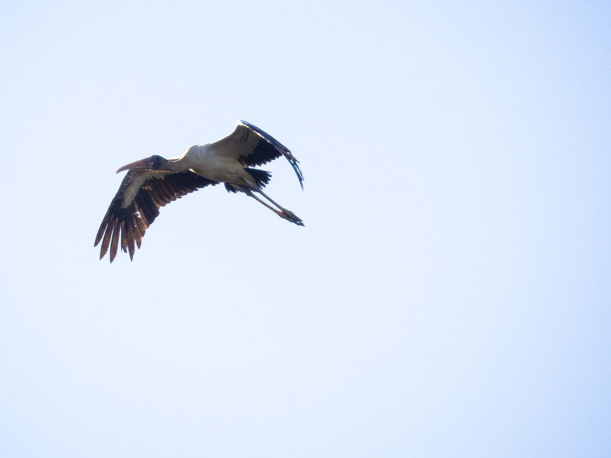 Wood Stork - ML657110092