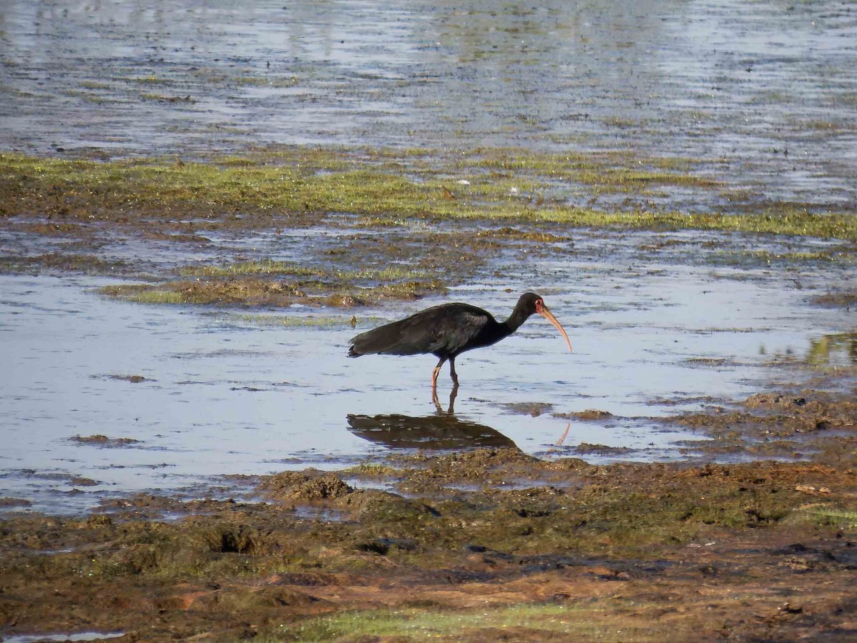 Bare-faced Ibis - ML657110127