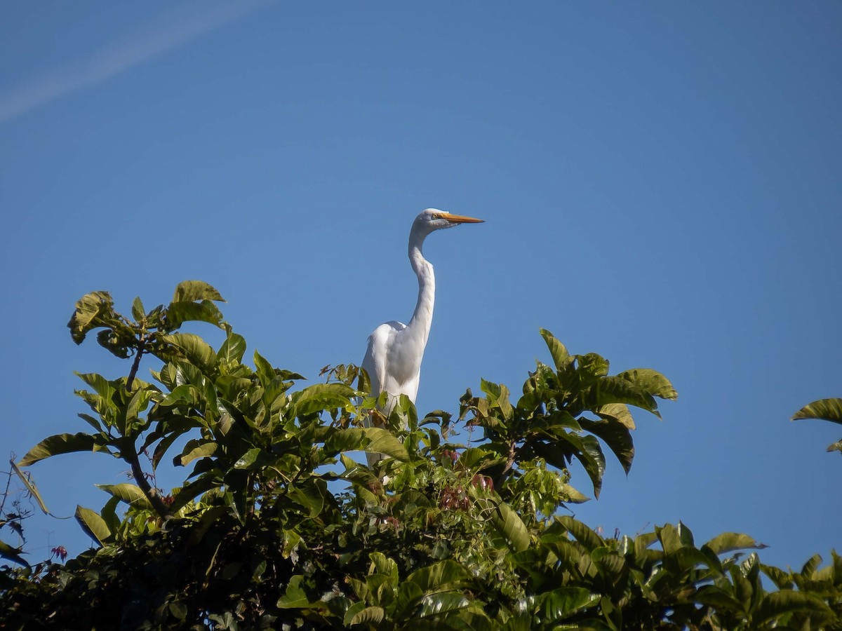 Great Egret - ML657110173