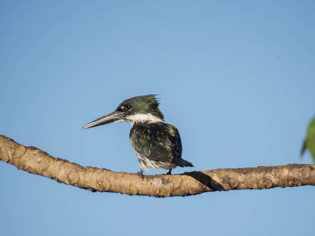 Amazon Kingfisher - ML657110205