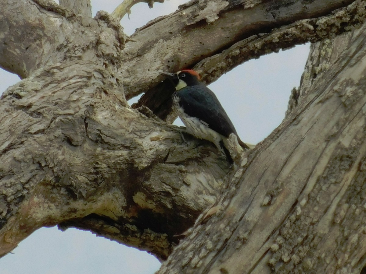 Acorn Woodpecker - ML65711021