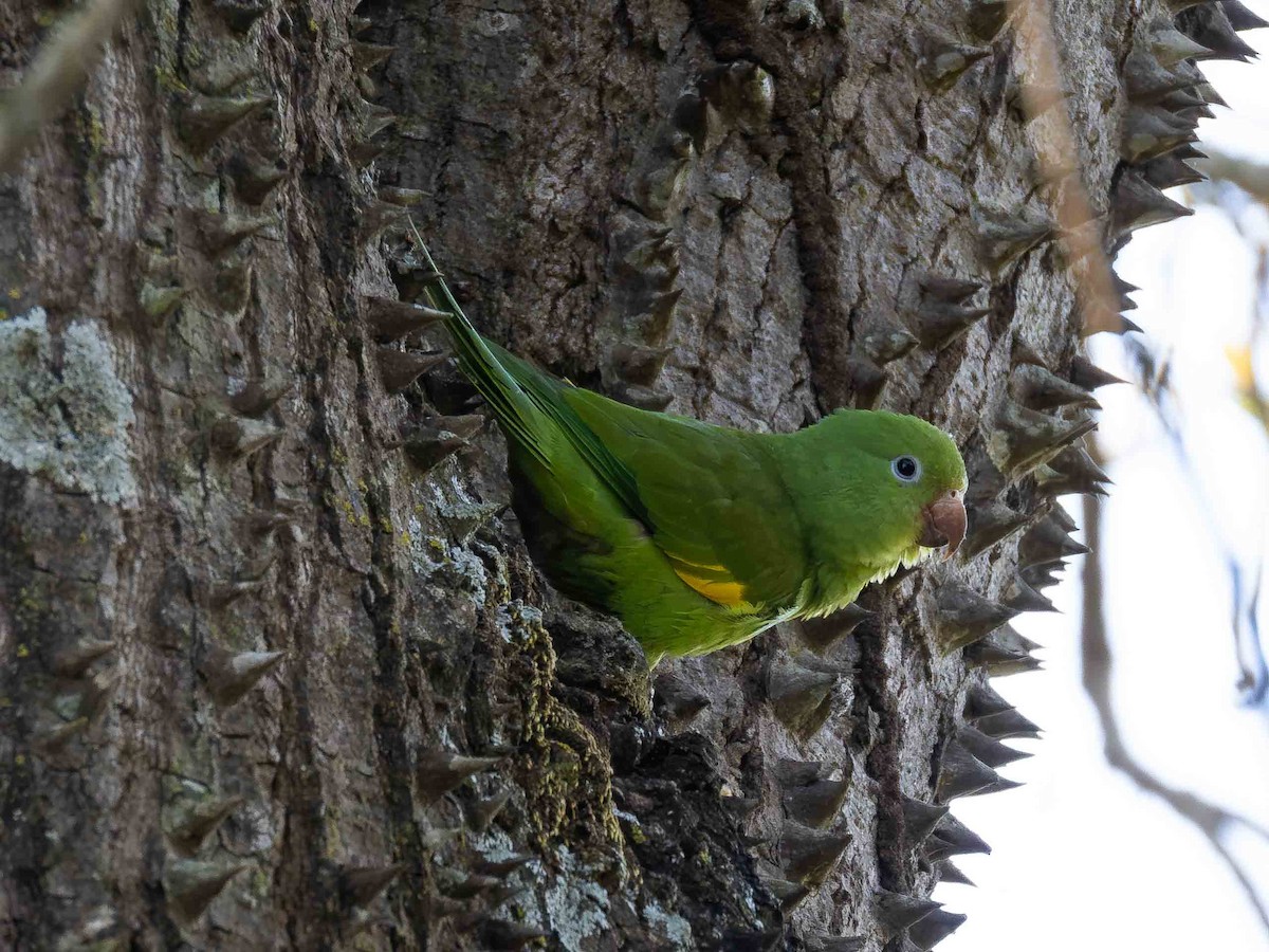 Yellow-chevroned Parakeet - ML657110253