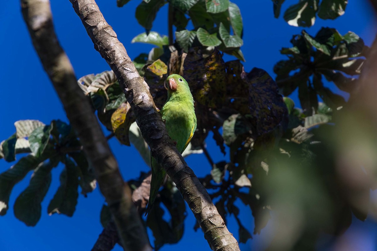 Yellow-chevroned Parakeet - ML657110254