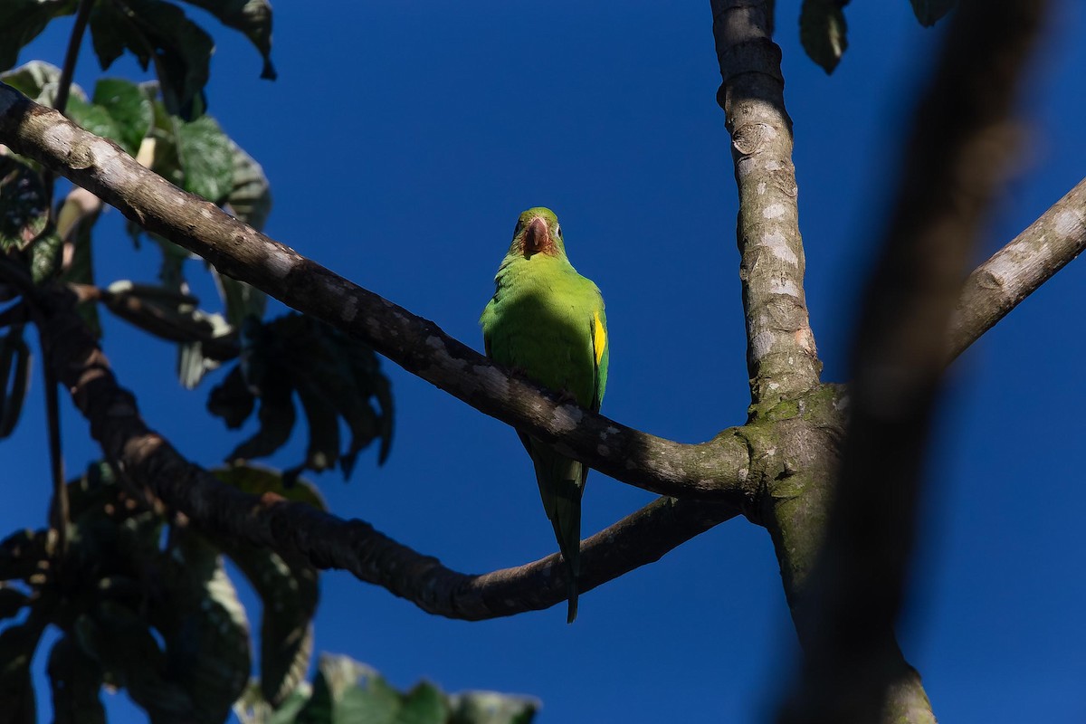 Yellow-chevroned Parakeet - ML657110255