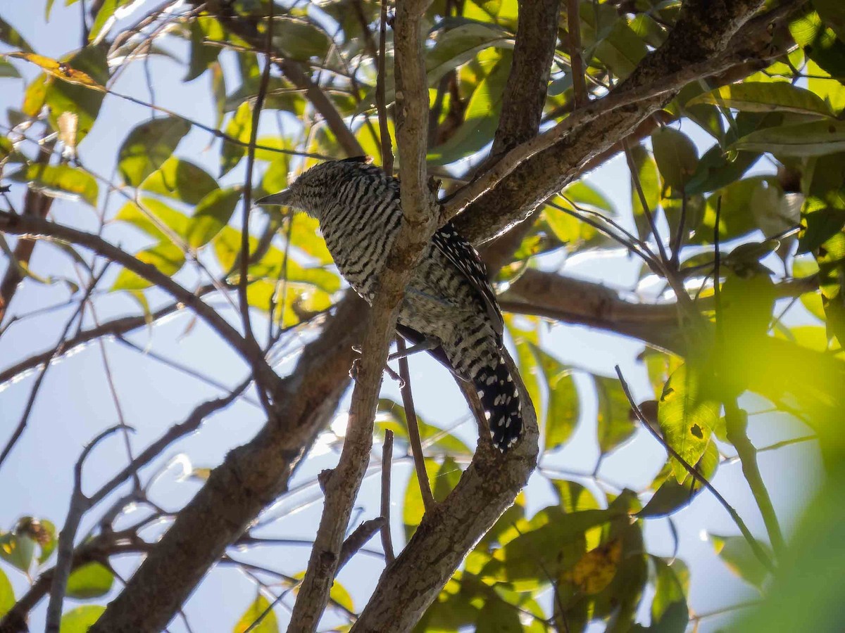 Barred Antshrike (Barred) - ML657110296