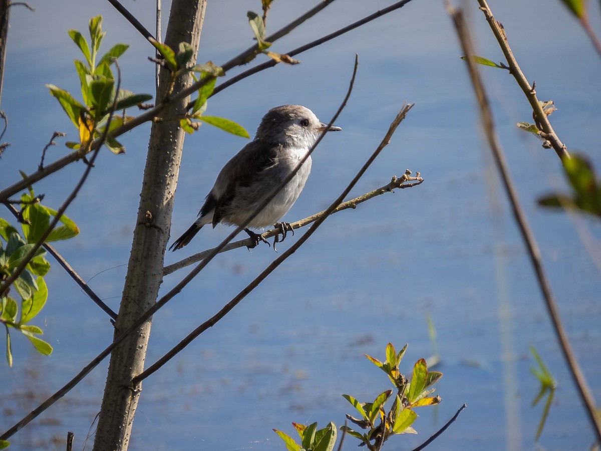 White-headed Marsh Tyrant - ML657110323