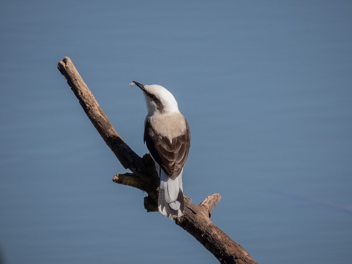 Masked Water-Tyrant - ML657110370