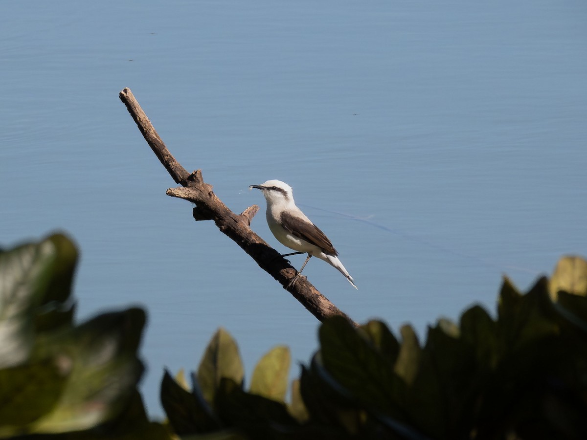 Masked Water-Tyrant - ML657110371