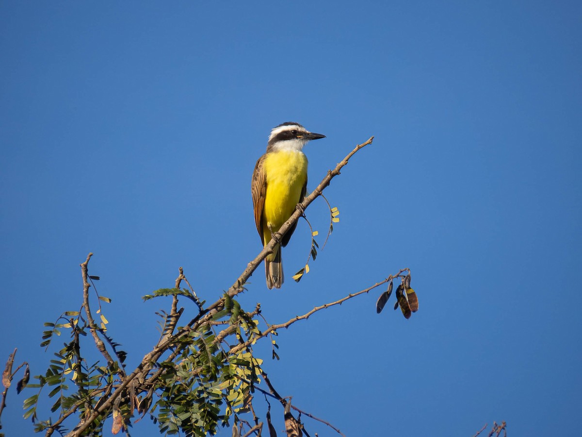 Great Kiskadee - ML657110418
