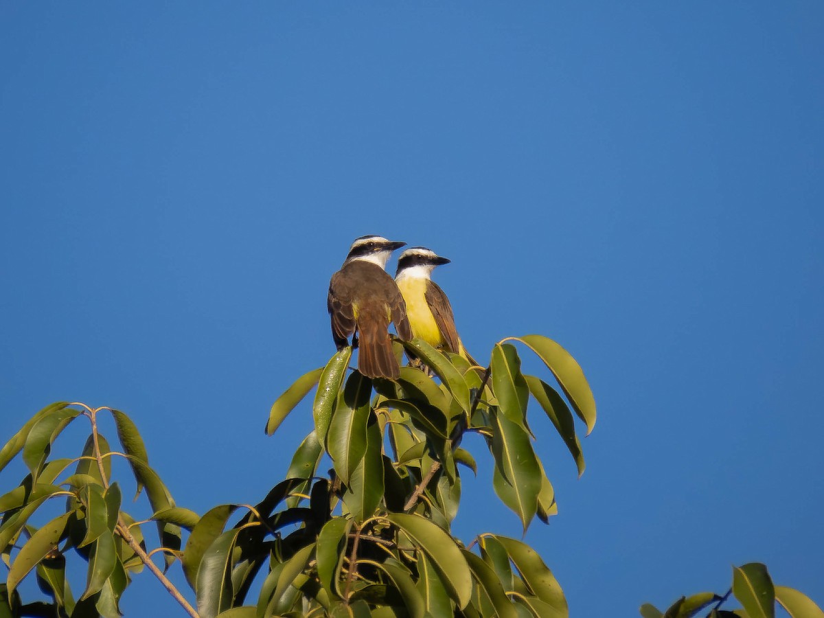 Great Kiskadee - ML657110419