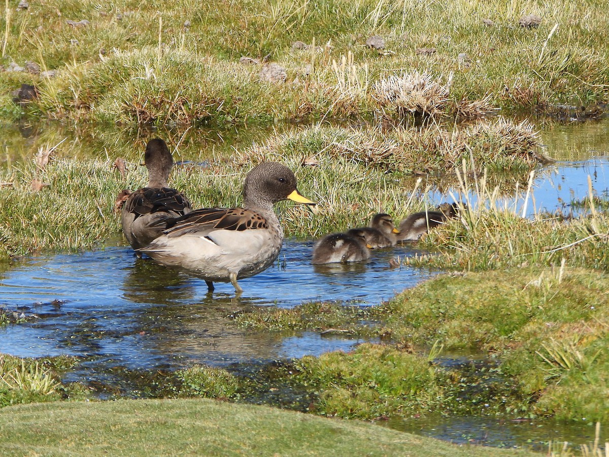 Yellow-billed Teal - ML657110423