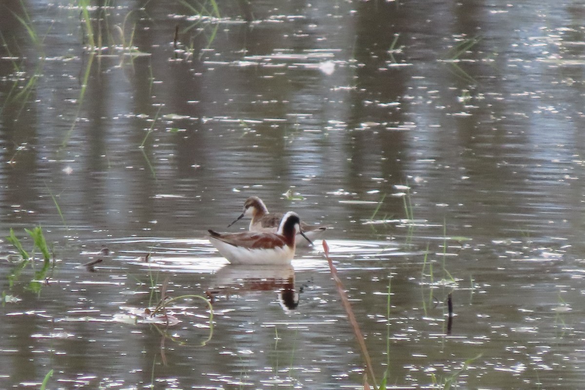 Wilson's Phalarope - ML657110424