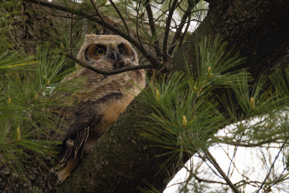 Great Horned Owl - ML657110428