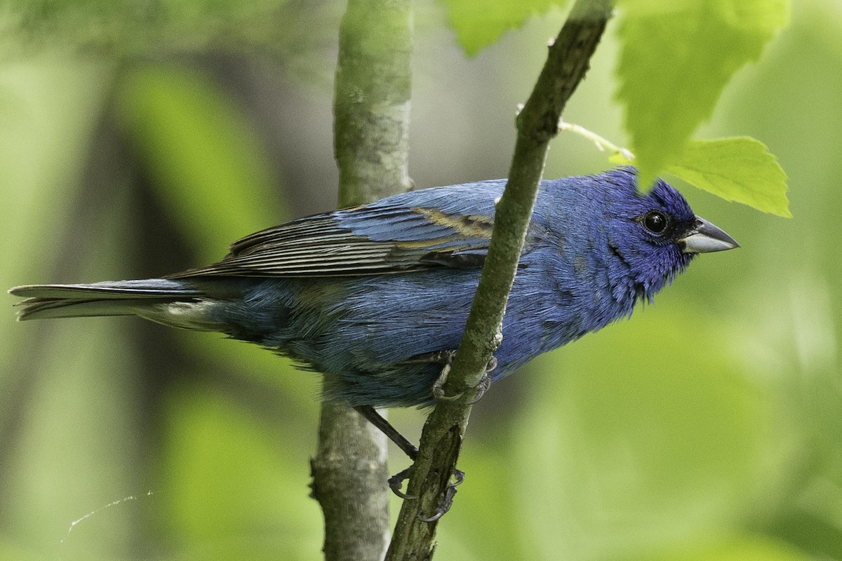 Indigo Bunting - ML657110429