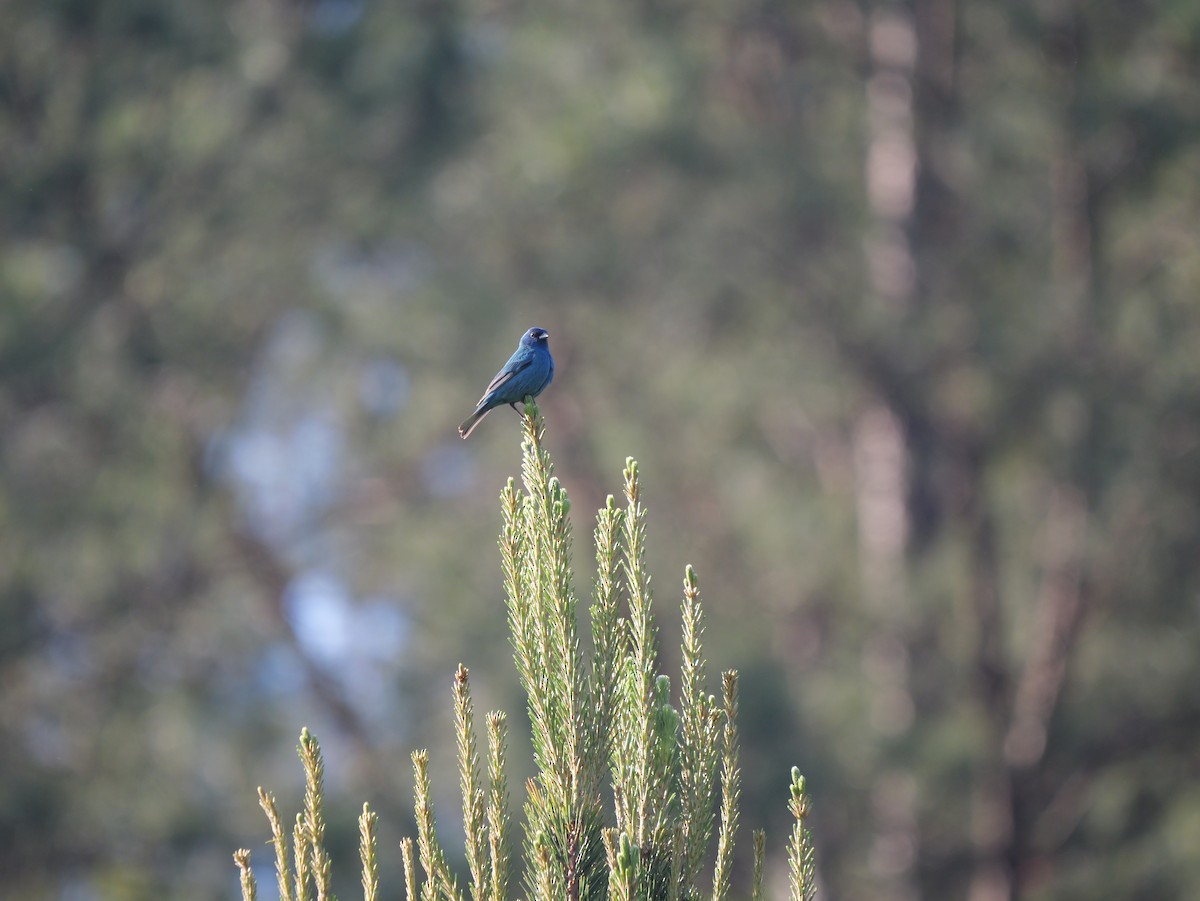 Indigo Bunting - ML657110430