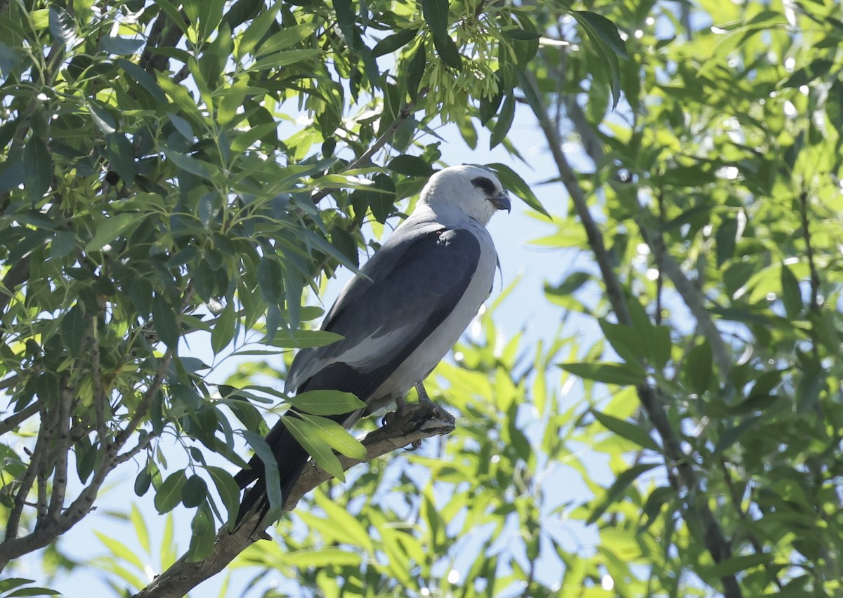Mississippi Kite - ML657110432
