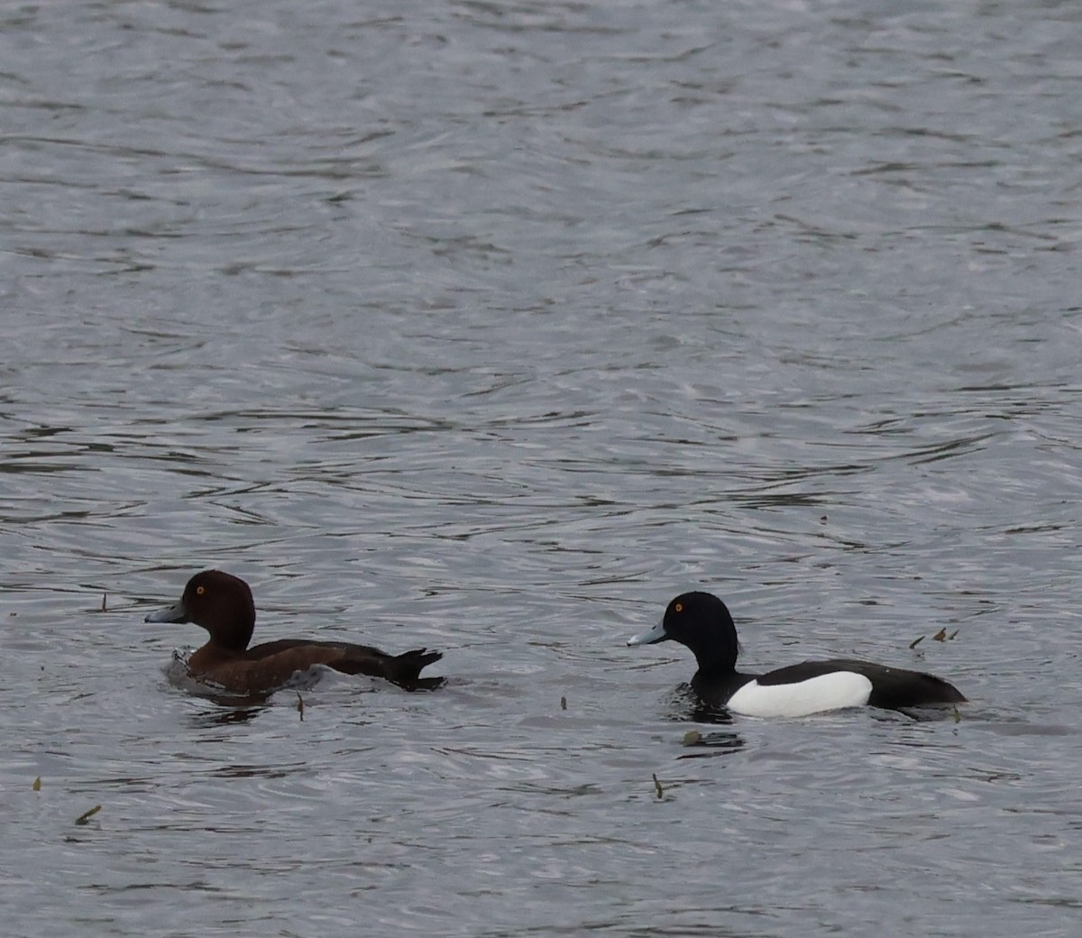 鳳頭潛鴨 - ML657110433